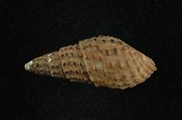 藏品(瘤蜷)的圖片